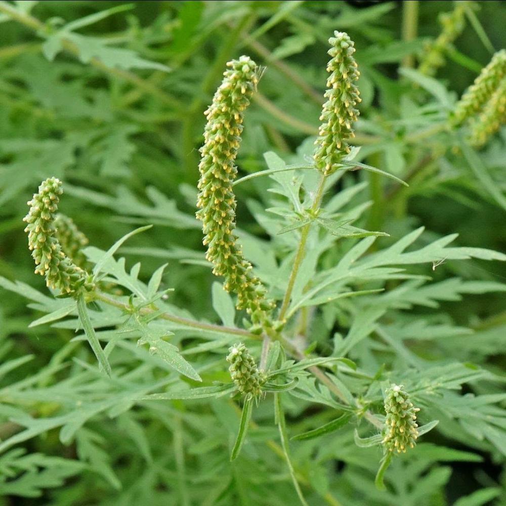 Obligativitatea combaterii AMBROZIA (Ambrosia artemisiifolia)